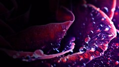 Leaves water drops dew drop