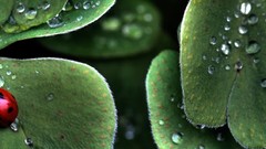 Leaves water drops ladybirds