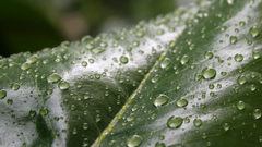Leaves water drops macro