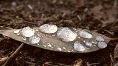 Leaves water drops macro