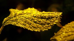 Leaves water drops macro