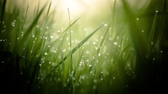 leaves water drops macro Plants