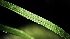 leaves water drops macro Plants Simple Background