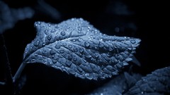 Leaves water drops nature