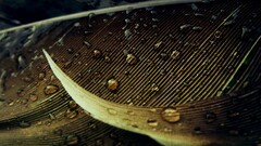 leaves water drops nature macro