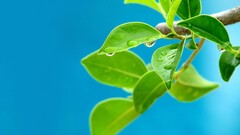 leaves water drops Plants blue background macro Green blue