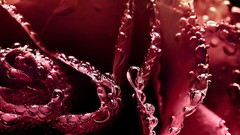 Leaves water drops red wet burgundy blurred water drops