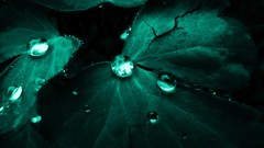 Leaves water Green drop water drops