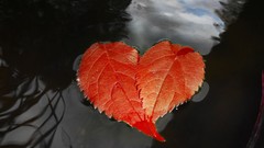Leaves water red Hearts