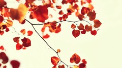 Leaves white background flora