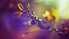 Leaves winter colors vintage bokeh