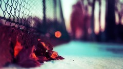 Leaves winter fallen leaves