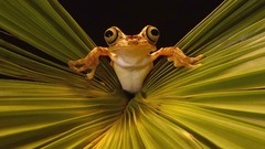 Leaves woman Frogs Ecuador Rainforest amphibians