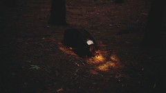 Leaves woman lights forests