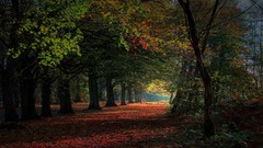 Leaves Wonderland paths fallen leaves