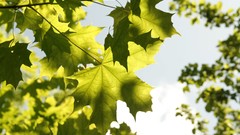 Leaves Wood Cows skies artwork