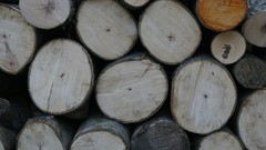 Leaves Wood Cows skies artwork