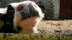 Leaves Wood Cows skies artwork