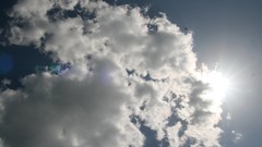 Leaves Wood Cows skies artwork