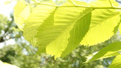 Leaves Wood Cows skies artwork