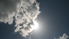 Leaves Wood Cows skies artwork