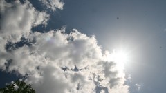 Leaves Wood Cows skies artwork