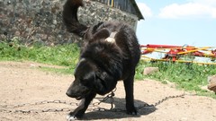 Leaves Wood Cows skies artwork
