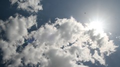 Leaves Wood Cows skies artwork