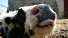 Leaves Wood faces Cows Noses tongue skies artwork