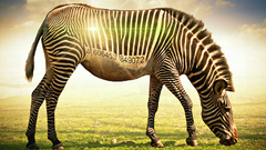 Lens flare zebras barcode