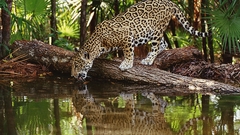 Leopard Animals