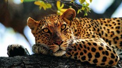 leopard Animals jaguars nature big cats Mammals