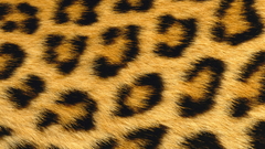 Leopard carpet spotty blotted