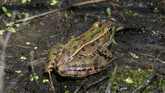 Leopard frog Animals
