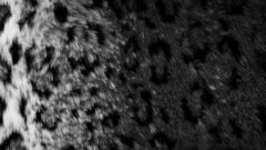 Leopard skin black monochrome