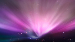 Leopard You mad Animals