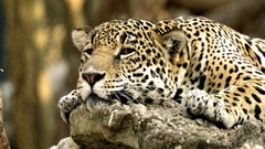 Leopards
