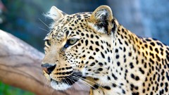 Leopards