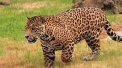 Leopards