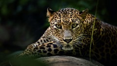 Leopards