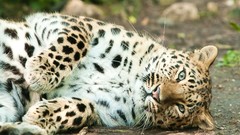 Leopards