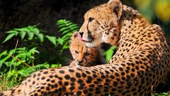 Leopards