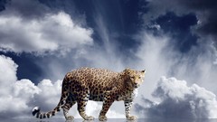 Leopards