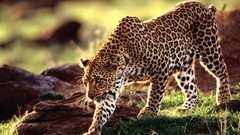 Leopards african