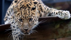 Leopards amur leopard Animals