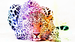 Leopards colors