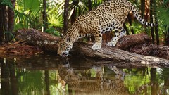 Leopards lakes reflections african palm leaves jaguars