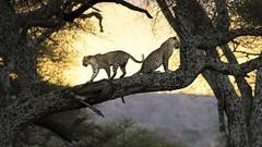 Leopards Mammals feline