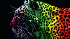 Leopards multicolor rainbows