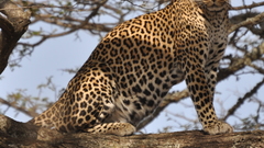 Leopards Serengeti Animals